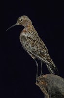 藏品(滸鷸)的圖片